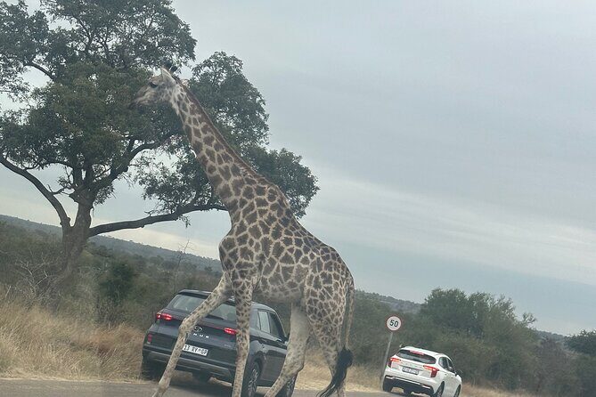 3 day Kruger National Park end with panaroma - Guides and the difference between a drive and a safari