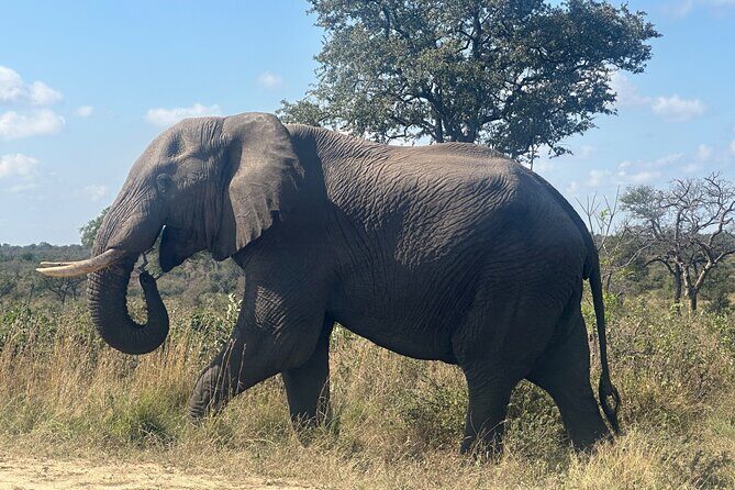 3 day Kruger National Park end with panaroma - Who this trip suits best (and who should think twice)