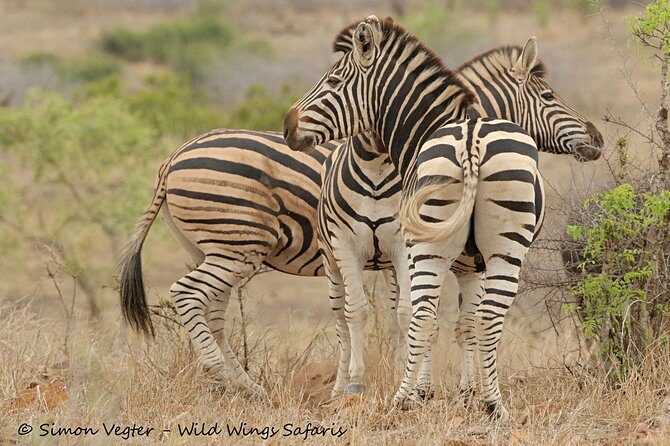 3-Day Kruger National Park Open Vehicle Safari - Day 1: the afternoon drive that sets your expectations