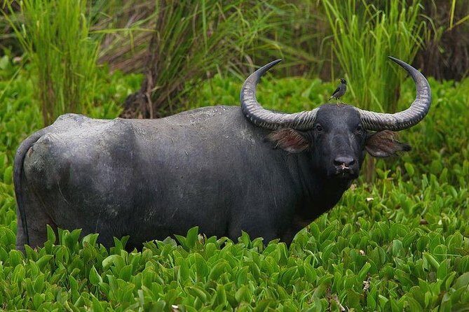 3 Day Kruger National Park Safari from Johannesburg Tour - Getting to Kruger: timing, travel days, and what to expect