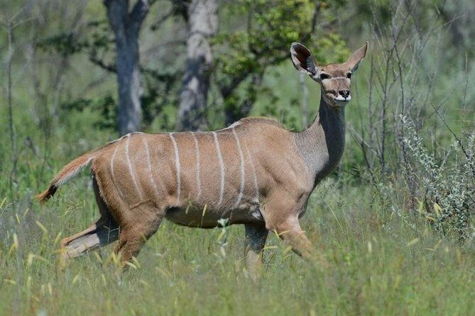 3 Day Kruger National Park Safari from Johannesburg Tour - Day 1: sunset safari as your first wildlife hit