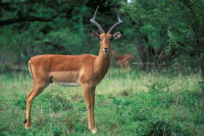 3 Day Kruger National Park Safari from Johannesburg Tour - Price and value: what $1,395.54 really buys you