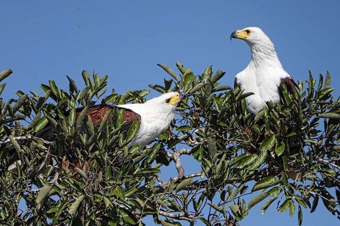 3 Day Kruger National Park Safari & Panorama Route - The Value of a Tight 3-Day Kruger and Panorama Loop