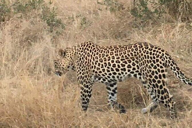3 Day Kruger National Park Safari & Panorama Route - Phabeni Gate Day: How to Get More From 8 Hours
