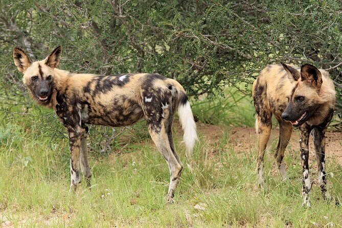 3 Day Kruger National Park Safari & Panorama Route - Where You Sleep and What’s Included (Meals Matter More Than You Think)