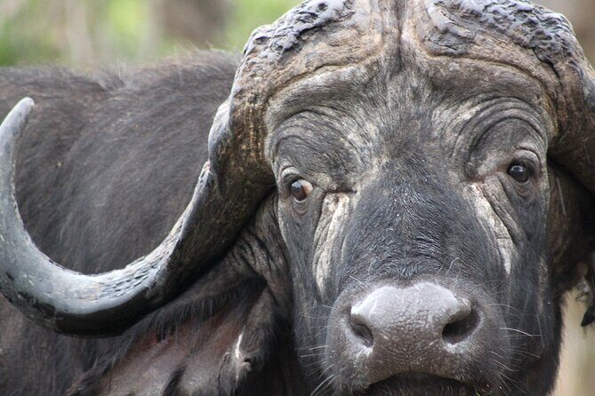 3 Day Kruger National Park tour - Price and value: what $707.45 really covers
