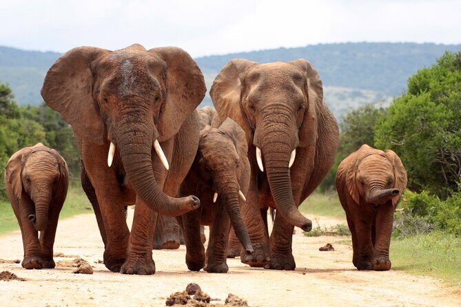 3 Day Kruger Safari with Panorama Tour from Johannesburg - Price and Logistics: Is $734 Worth It?