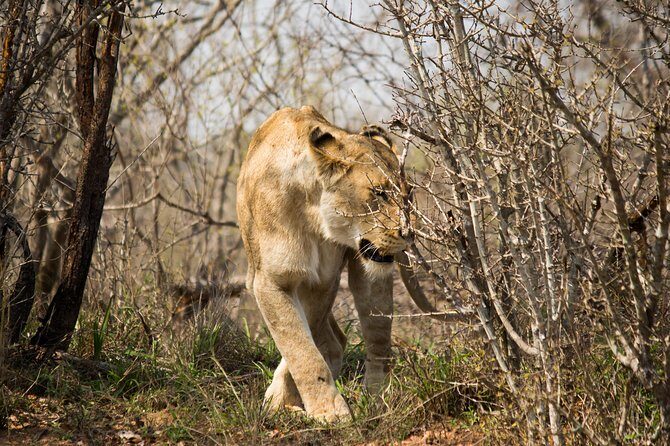 3 Day Lodge/Masango Kruger National Park Safari - Open safari vehicles: how to turn rides into real sightings
