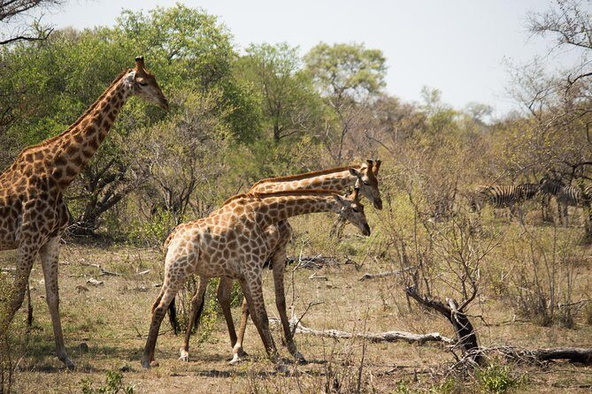 3 Day Lodge/Masango Kruger National Park Safari - Who this safari suits best (and who might want more time)