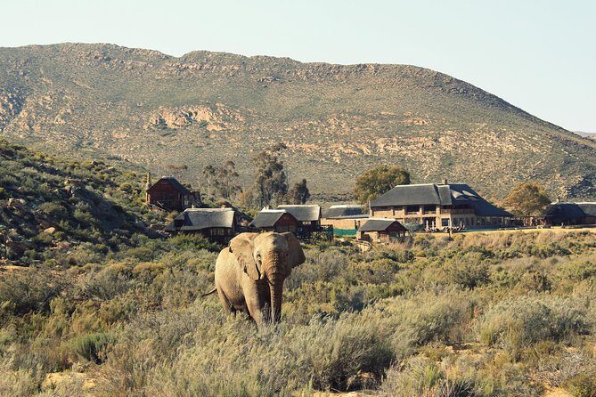 3 Day Luxury Aquila Private Game Reserve - Aquila Private Game Reserve: the luxury safari setup near Cape Town