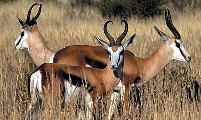 3 Day Luxury Aquila Private Game Reserve - Day 2: morning drive plus African spa options using natural products
