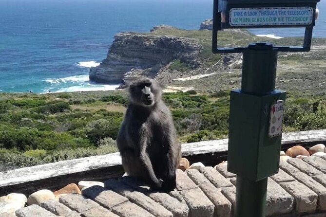 3 Day Private Full Day Cape Town Tour Includes Entries,Peninsula,Wine,City Tour, - Day 1: Boulders Beach Penguin Colony—how to use your hour well