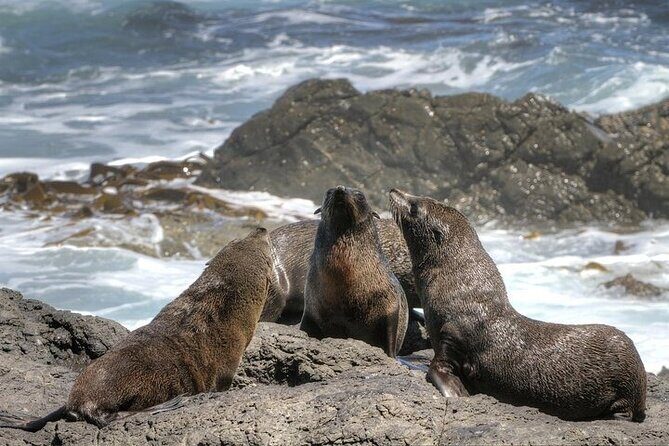 3-Day Private Guided Tour to Cape Town Top Attractions - Transportation comfort and private pace: what you’ll feel day to day