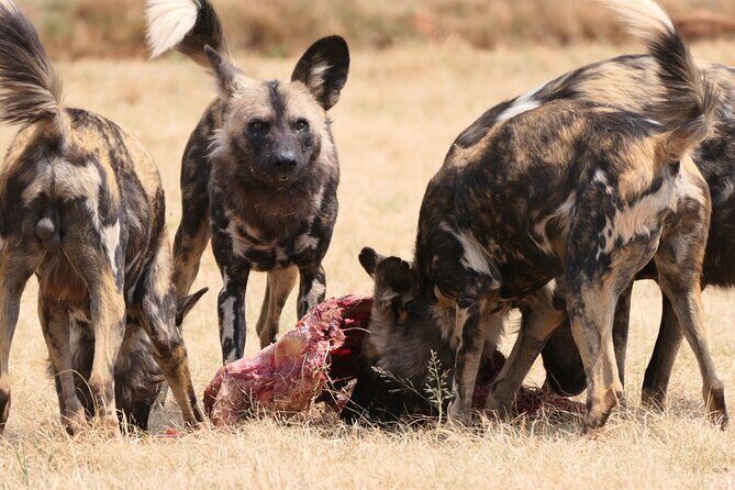 3-Day Private Tour Johannesburg - See everything - What makes Shane Gouldie’s guiding style a big deal
