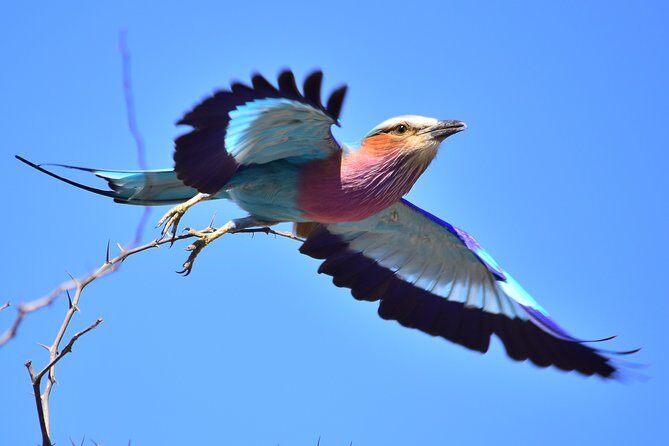 3-Day Tour of Kruger National Park from Skukuza Airport - Who This Safari Works Best For (and Who Should Think Twice)