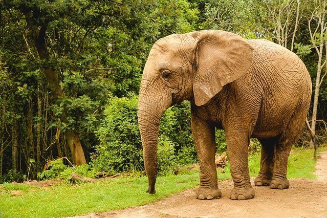 3 Day Wildlife Safari Tour - Garden Route Small Group Tour from Cape Town - Day 1 on the Cape Peninsula: Bo-Kaap, Cape Point, penguins, and coastal lunch breaks
