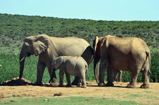 3 Day Wildlife Safari Tour - Garden Route Small Group Tour from Cape Town - Day 2 along the Garden Route: safari morning, Indalu hills, and sunset downtime