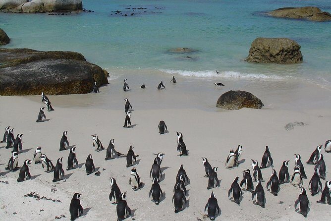 3 Day Wildlife Safari Tour - Garden Route Small Group Tour from Cape Town - Day 3 to Oudtshoorn: Outeniqua Mountains, Cango Caves, and a smooth return