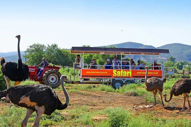 3 Days 2 Nights Garden Route Private Tour from Cape Town - Oudtshoorn overnight: ostrich capital energy at the foot of the Swartberg