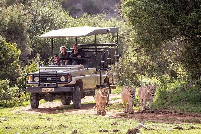 3 Days 2 Nights Garden Route Private Tour from Cape Town - Botlierskop Private Game Reserve: lunch then the open 4x4 Big Five drive