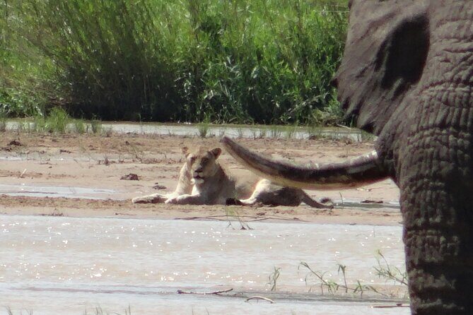 3 Days Durban Safari Tour Package - Durban to Hluhluwe iMfolozi: Why This Safari Route Makes Sense