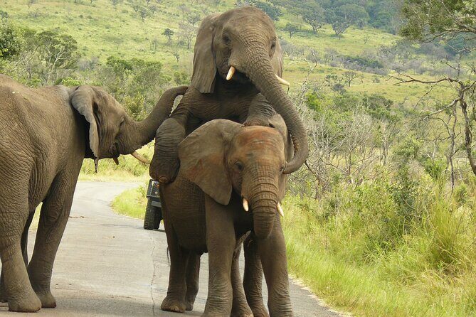 3 Days Durban Safari Tour Package - 7:00am Pickup, Air-Conditioned Comfort, and a Small Group That Actually Feels Like a Group