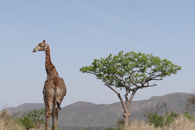 3 Days Durban Safari Tour Package - Day 2: Buffet Breakfast, Big Five Chances, and the Optional Night Spotlight Drive