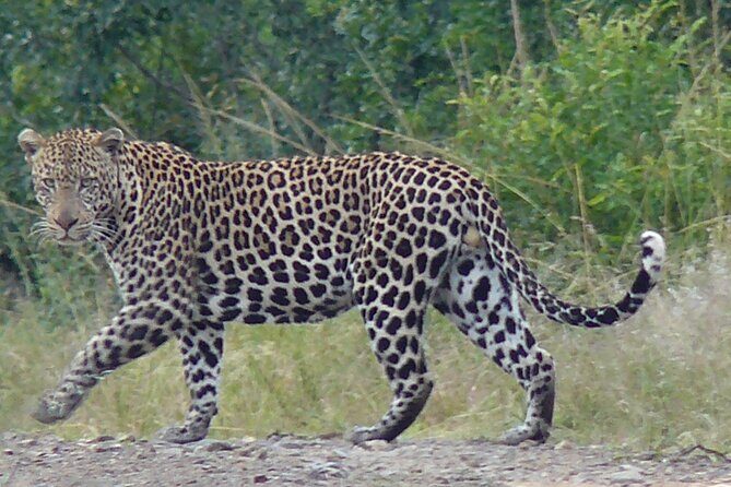 3 Days Durban Safari Tour Package - Day 3: Final Game Drive and the St Lucia iSimangaliso Wetland Boat Cruise