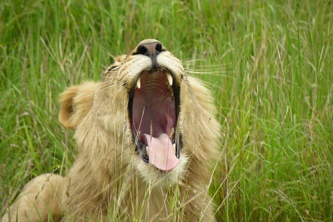 3 Days Durban Safari Tour Package - What’s Included in the Price (and Why It’s Not Just a Cheap Ticket)