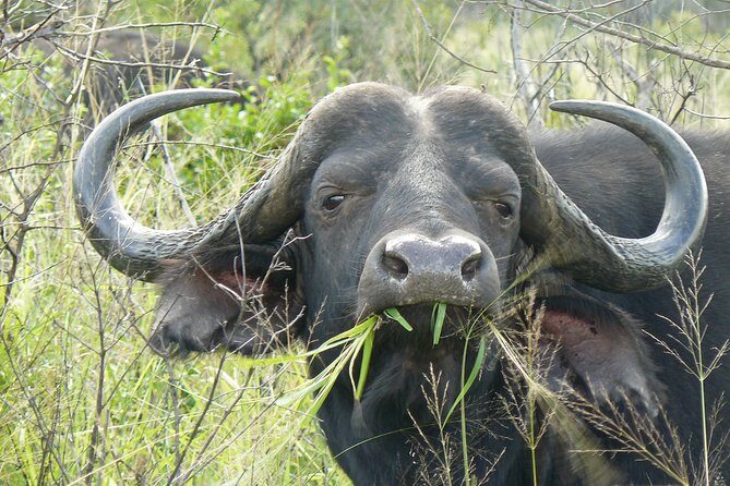 3 Days Durban Safari Tour Package - Practical Tips That Will Save You Stress