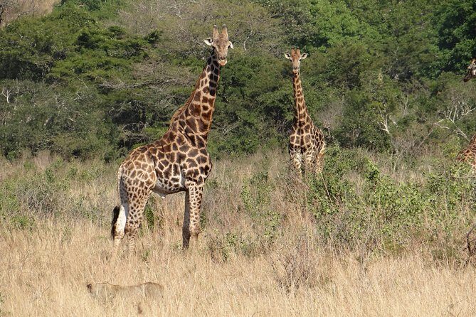 3 Days Durban Safari Tour Package - Who This Durban Safari Fits Best (and Who Might Prefer Something Else)