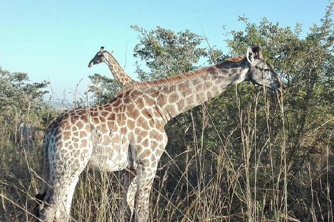 3 Days Johannesburg - Kruger Safari- Blyde River Canyon - Who this tour is best for (and who should look elsewhere)