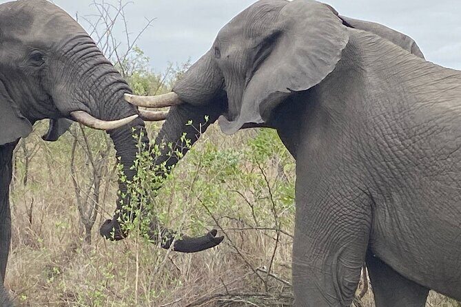 3 Days Johannesburg - Kruger Safari- Blyde River Canyon - Day 2: 8 to 10 hours of Kruger game viewing from an open safari vehicle