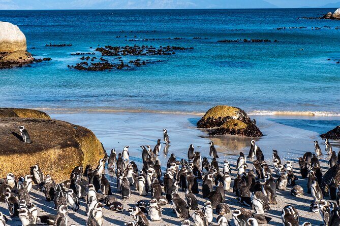 3 Days Private Tour: Cape of Good Hope, Penguins, Table Mountain & Robben Island - Price and Value: Is $663.74 per Person Fair?
