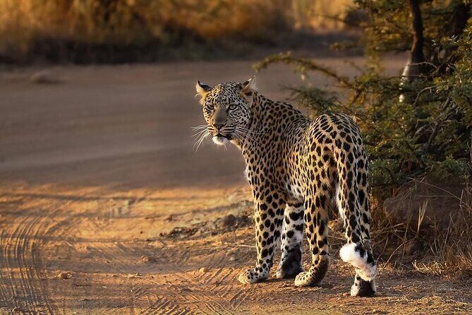 3-Hour Private Game Drive in Pilanesberg National Park - Open-top safari vehicle: the comfort tradeoffs and the upside