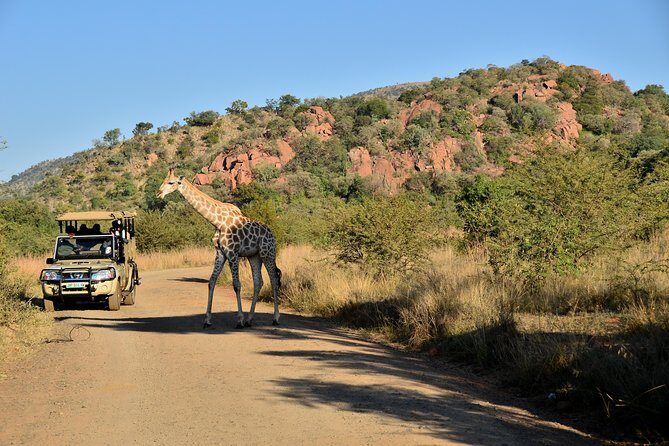 3-Hour Private Game Drive of Pilanesberg National Park - Key things that make this private Pilanesberg drive worth it