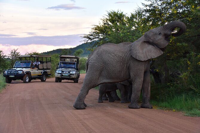 3-Hour Private Game Drive of Pilanesberg National Park - Why Pilanesberg in Just 3 Hours Works So Well