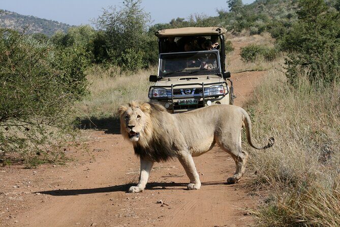 3-Hour Private Game Drive of Pilanesberg National Park - Pilanesberg National Park Game Drive: Your Big Five Search Plan