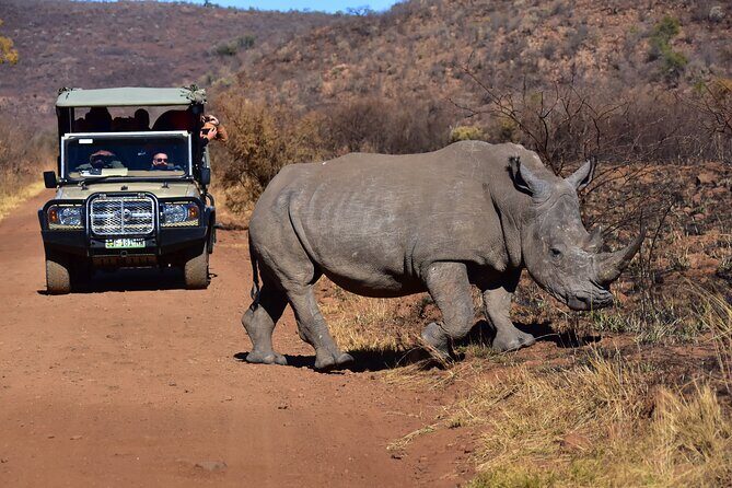 3-Hour Private Game Drive of Pilanesberg National Park - Open-Vehicle Reality: Staying Comfortable While You Spot