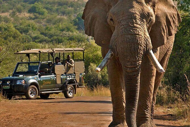 3-Hour Safari Tour in Pilanesberg National Park - Price and Value: What $60.35 Gets You