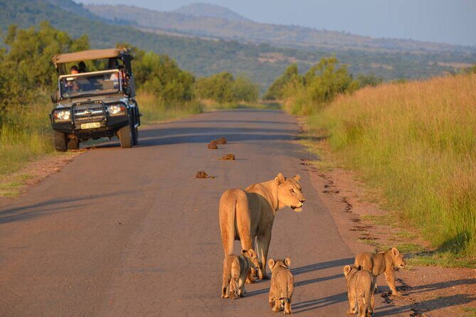 3-Hour Safari Tour in Pilanesberg National Park - Pickup, Drop-Off, and How to Make Your Day Smooth