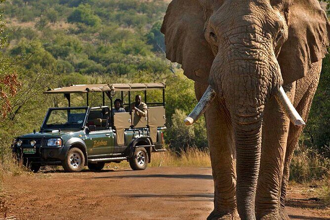 3-Hour Scheduled Safari Game Drive in Pilanesberg National Park - Stop 1 at Pilanesberg: The Wildlife “Where You’re Standing” Moment