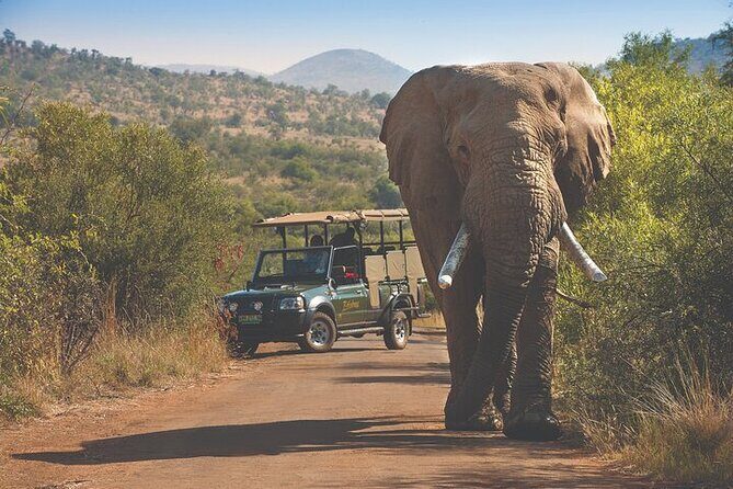 3-Hour Scheduled Safari Game Drive in Pilanesberg National Park - What’s Included (and Why $54.80 Can Feel Like Good Value)