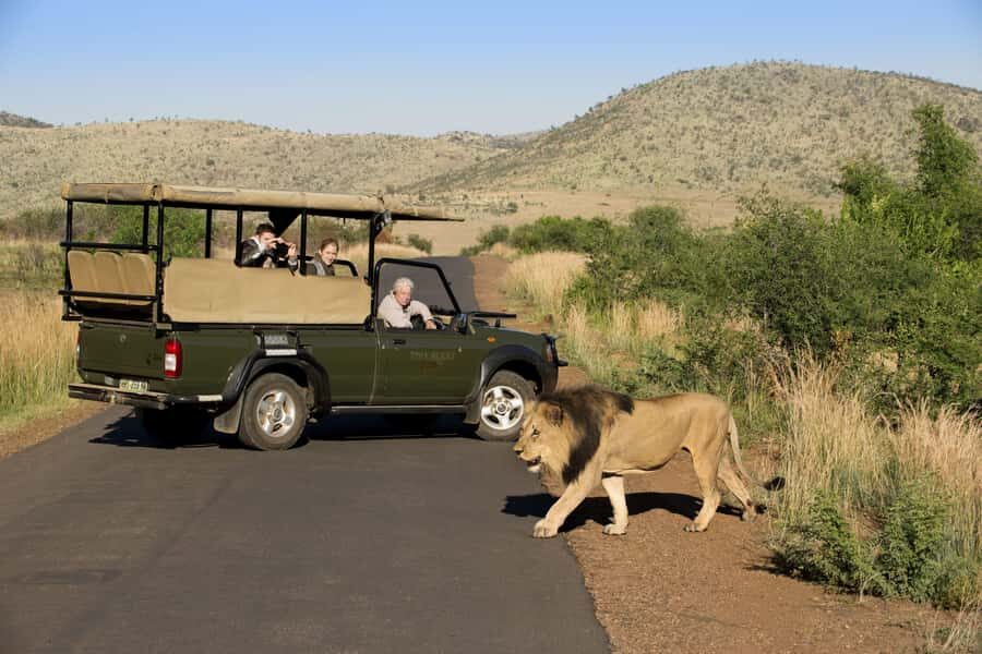 3-Hour Shared Game Drive in Pilanesberg National Park - 3-Hour Big Five Scanning in Pilanesberg National Park