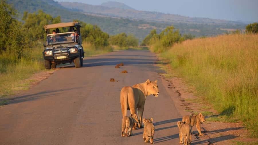 3-Hour Shared Game Drive in Pilanesberg National Park - What to Bring for an Open-Vehicle Safari