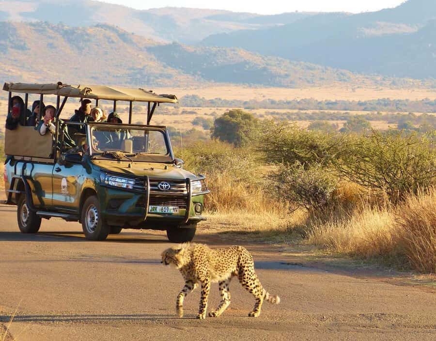3-Hour Shared Game Drive in Pilanesberg National Park - Sun City Pickup: Getting to the Park With Minimal Fuss