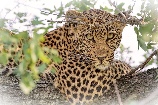 3 Night & 4 Day Private Kruger Park Safari - The guide factor: why Heine’s approach matters on safari