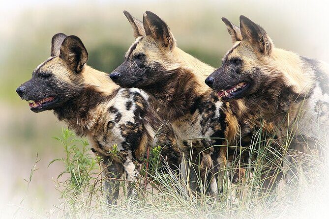 3 Night & 4 Day Private Kruger Park Safari - Meals and included comforts that reduce day-to-day stress