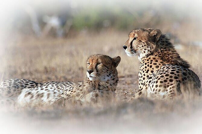 3 Night & 4 Day Private Kruger Park Safari - Day 2 and Day 3: Full-day private drives with picnic breaks