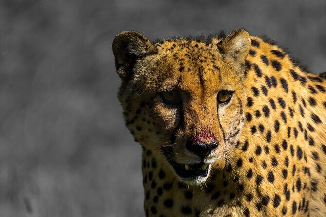 4 Day Addo to Karoo Safari - Key highlights to look forward to